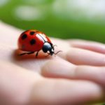 ladybug landing on you