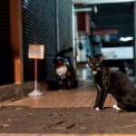 stray cat crying at night spiritual meaning
