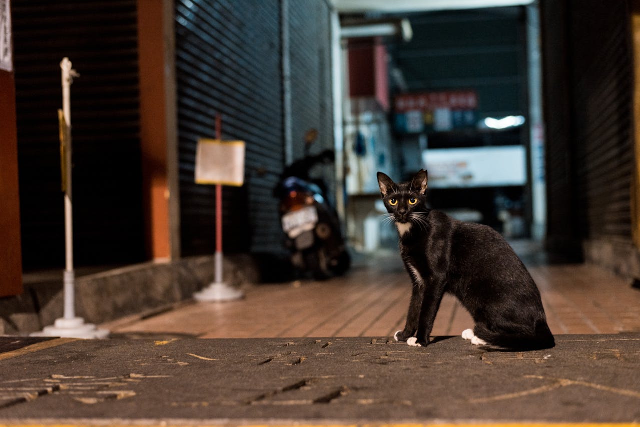 Stray Cat Crying At Night? Spiritual Meaning Explained